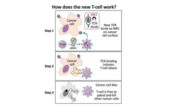 T Cell