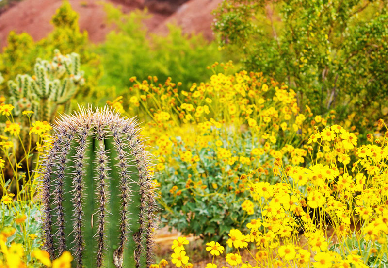 Southwest Conference for Botanical Medicine: March 24th - 26th (Online)
